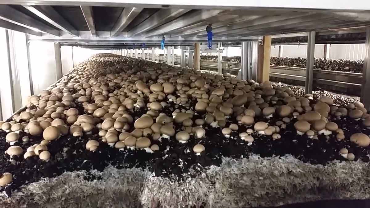 Comment cultive-t-on les champignons ?