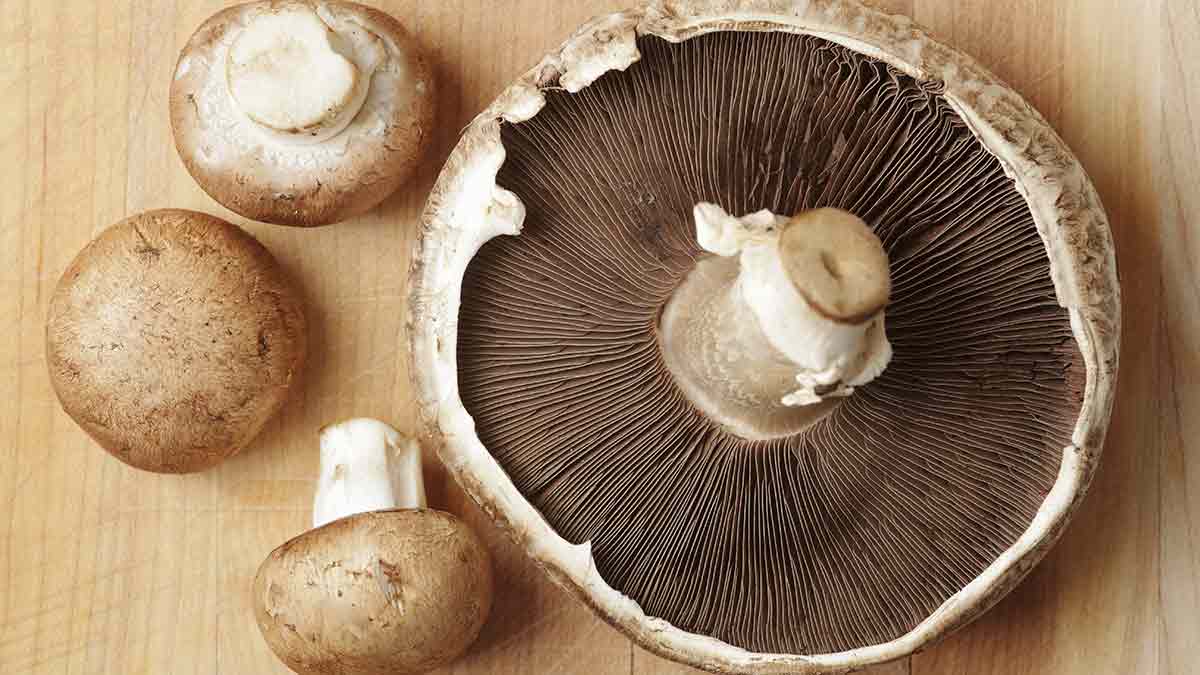 Quels sont les types de champignons cultivés au Canada ? 