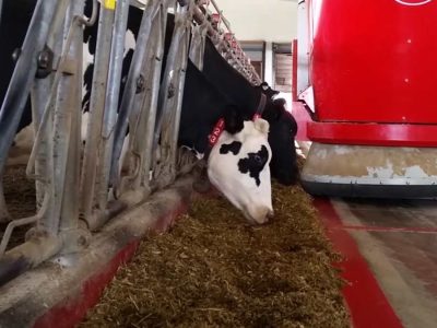 how-do-dairy-farmers-use-robots-in-the-barn