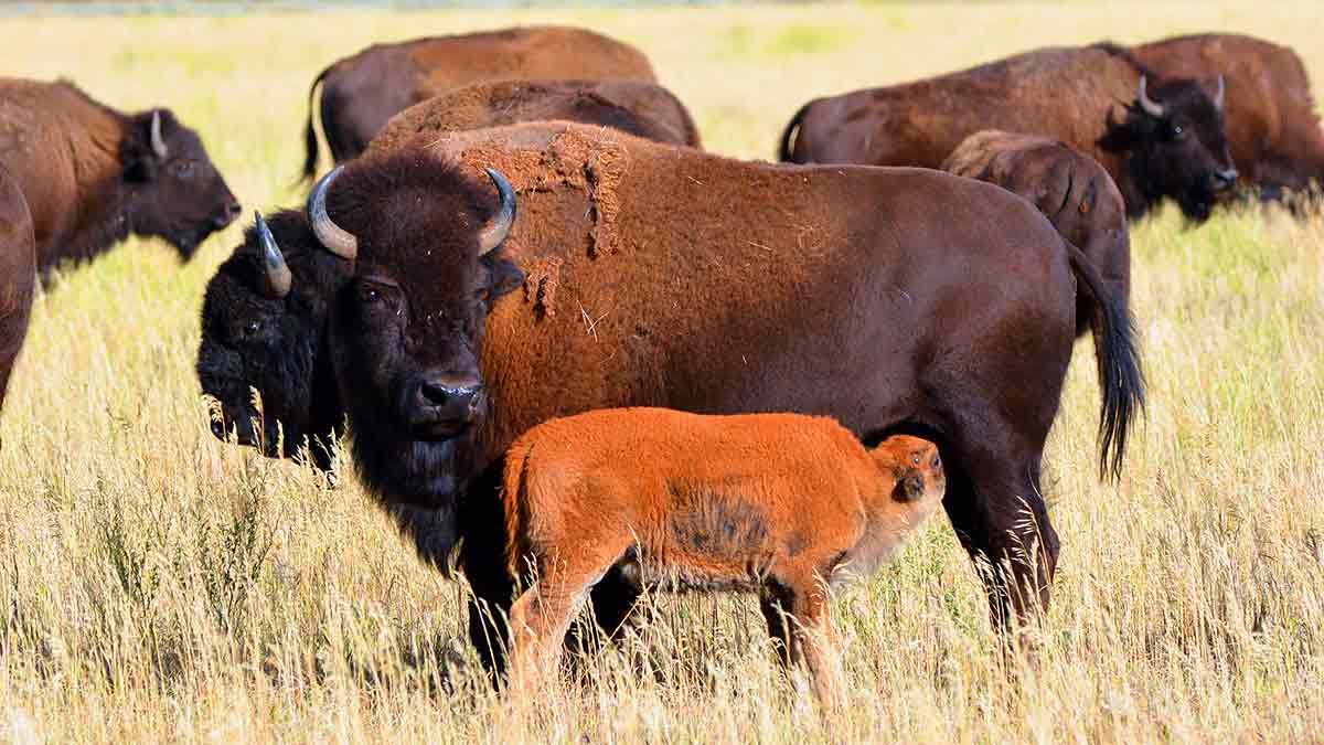 bison-cow-calf