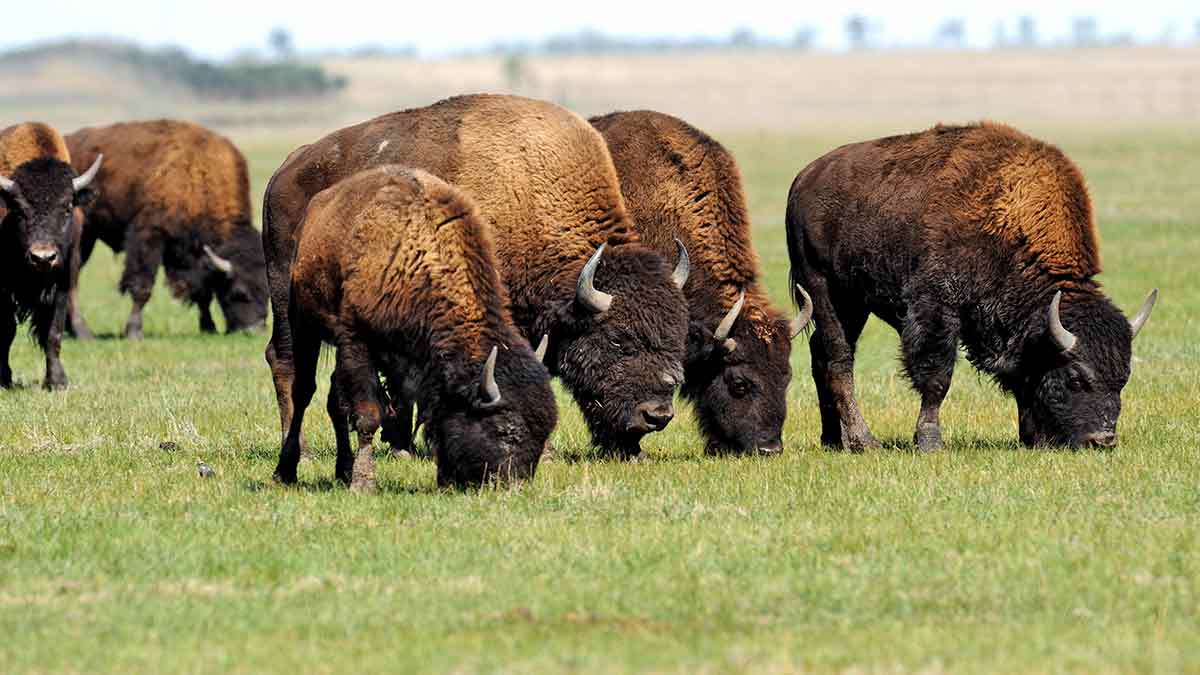 bison-grazing