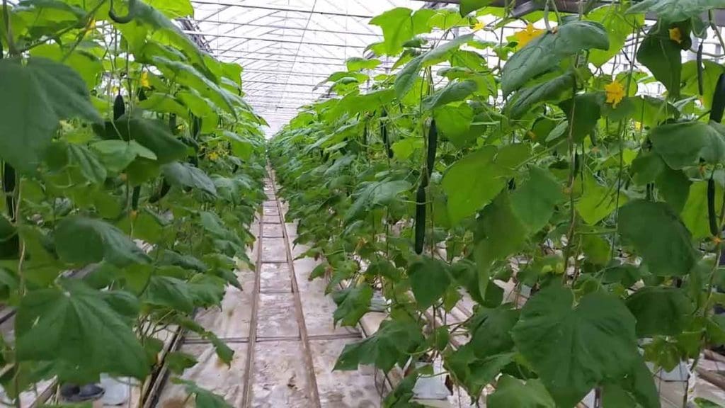 La culture des concombres en serre - Le Panier alimentaire canadien