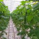 cucumber-greenhouse