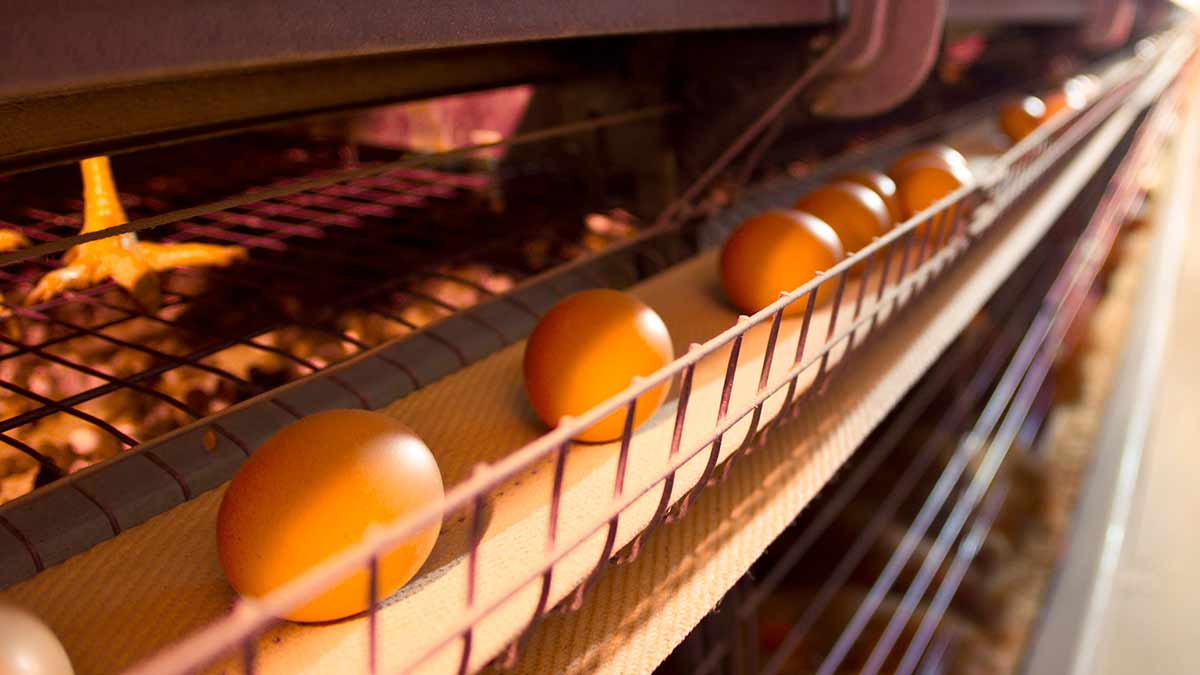 egg-farm-conveyor