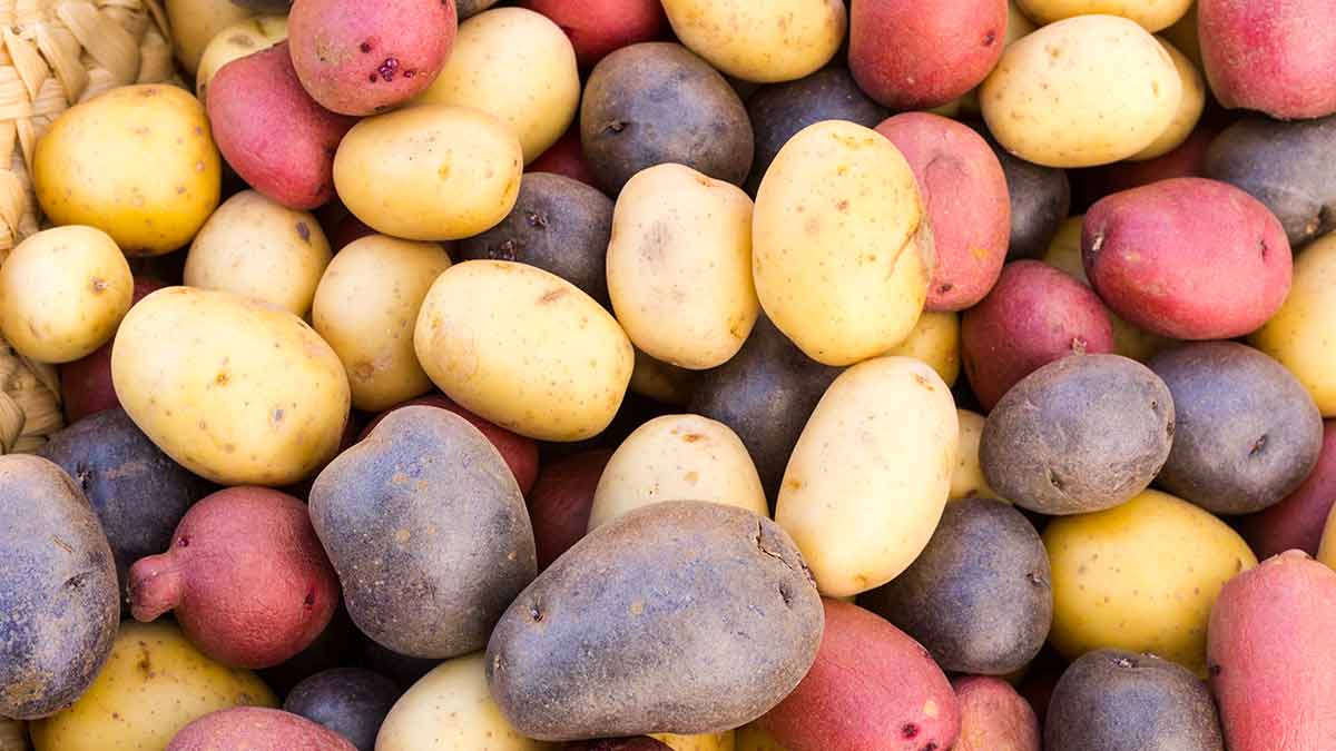 potato-varieties