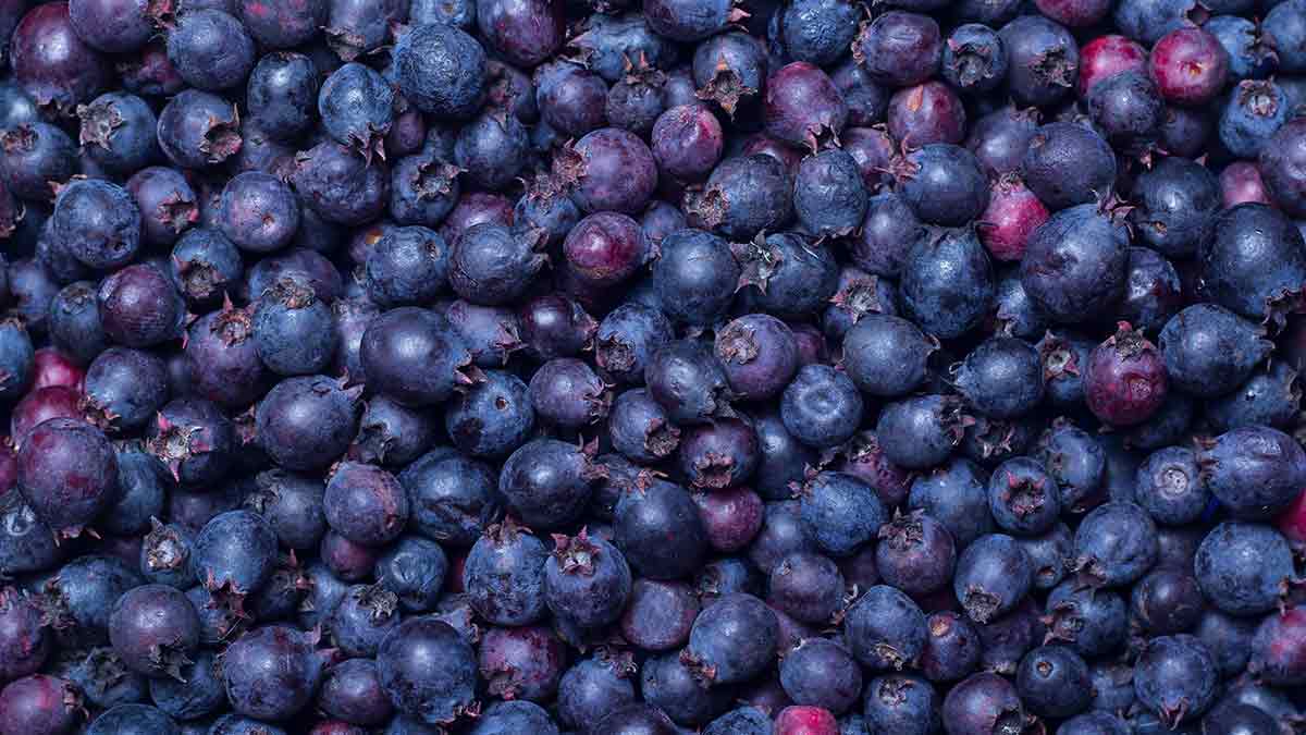 saskatoon berries