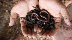 soil-and-worms