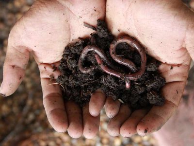 soil-and-worms